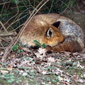 Der schlafende Fuchs
