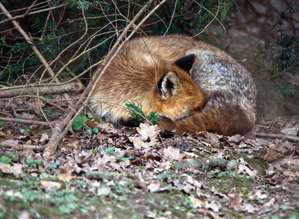Der schlafende Fuchs
