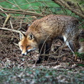 Der Fuchs