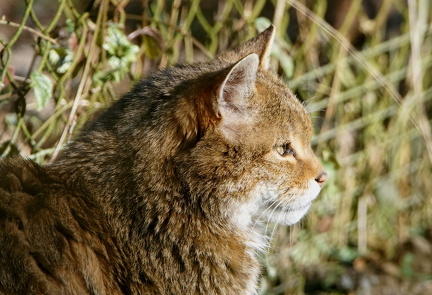 Wildkatze
