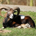Muffliges Mufflon