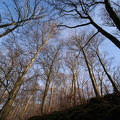 Baumkronen im Neandertal