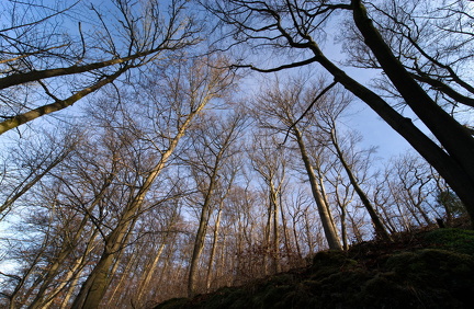 Baumkronen im Neandertal