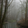 Düssel im Nebel II