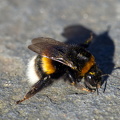 Bienenkönigin
