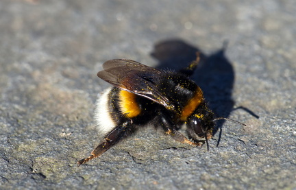Bienenkönigin