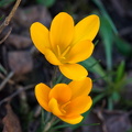 Blüten ohne Krabbeltier