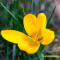 Blüte mit Krabbeltier